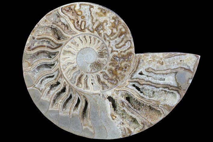 Choffaticeras (Daisy Flower) Ammonite Half - Madagascar #81279